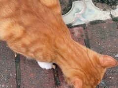 -三宽猪蹄(统一广场店)