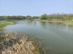 -贡湖湾湿地公园