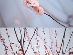-香雪海