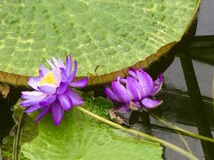 -国家植物园南园