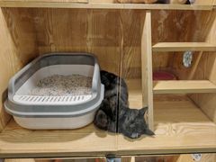 -平行世界·猫咖(首经贸店)