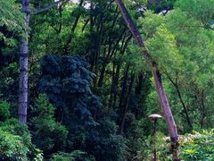 -深圳仙湖植物园