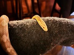 -抱暴龙爬宠·异宠·撸宠撸爬主题馆(大学路店)