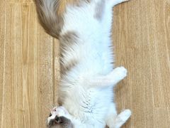 -有喵·猫咖·狗咖·40+猫狗有小奶狗(岗厦店)