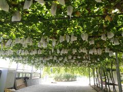 -白鹿原葡萄主题公园