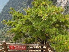-秦岭天竺山景区