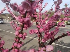 -呷哺呷哺 黄金牧场 (旧宫永辉超市店)