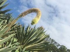 -深圳仙湖植物园