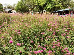 -松山湖梦幻百花洲