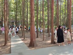 -日照海滨国家森林公园