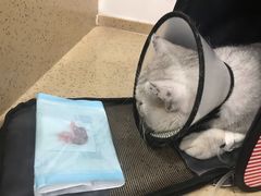 -伟伟宠物医院·CT影像中心·瑞派犬猫综合性门诊(汉口总院)