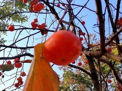 -君之狮子山·轻糖烘焙(松江印象城店)