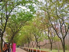 -合肥滨湖国家森林公园