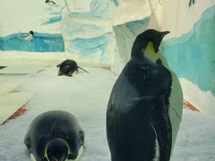 -海合安天津极地海洋公园