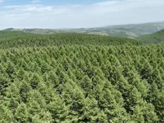 -塞罕坝国家级自然保护区