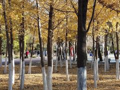-长白岛森林公园