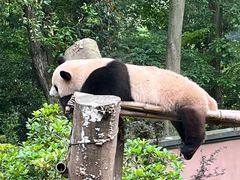 -杭州动物园