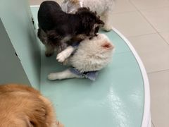 -怪兽屋·羊驼·猫咖·狗咖(俊华广场店)