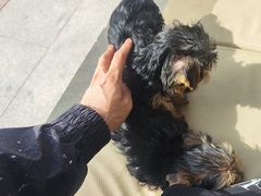 -芭比堂动物医院·CT·微创中心(新顺分院)