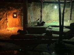 -清迈夜间动物园