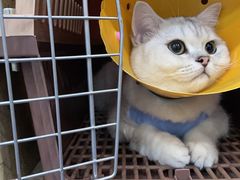 -伟伟宠物医院·CT影像中心·瑞派犬猫综合性门诊(汉口总院)