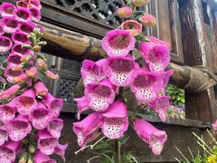 -慢丽江·云南野生菌土鸡锅(西山店)