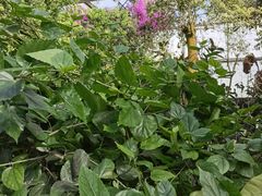 -呀路古热带植物园