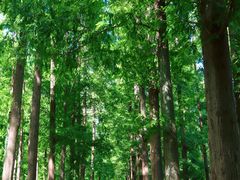 -黄海国家森林公园