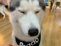 -Husky Go! 哈士奇体验馆·宠物咖啡厅狗咖