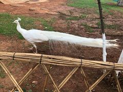 -昆明动物园