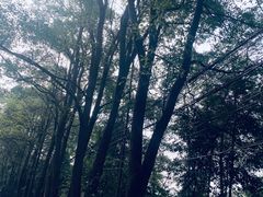 -铁山坪森林公园