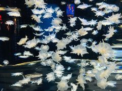 -太平洋海底世界