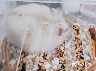 变小了，一个身子就可以爬出去了 Hamsters