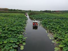 -荷塘月色湿地公园·向阳花洲