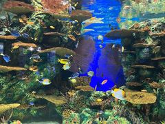 -上海海洋水族馆