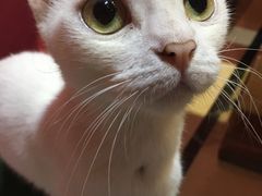 -猫色咖啡·猫咖