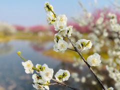 -花开海上生态园