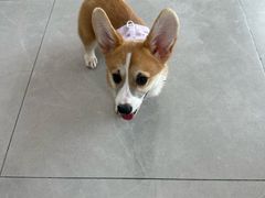 -爱诺耐芙动物医院(万博店)