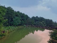 -铁山坪森林公园