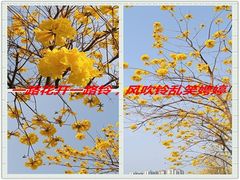 -光明港公园
