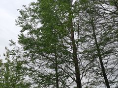 -同里国家湿地公园