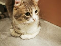 -猫儿山۰猫主题餐厅