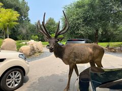 -北京野生动物园