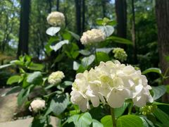 -上海共青森林公园