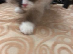 -喵zoo家庭繁育猫舍(尖东智能花园店)