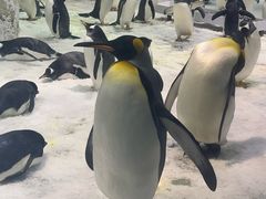 -大连圣亚海洋世界