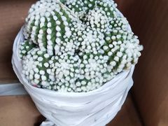 -万商花鸟市场