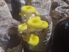 -仙蘑洞