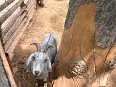 -辛玛王国游乐园