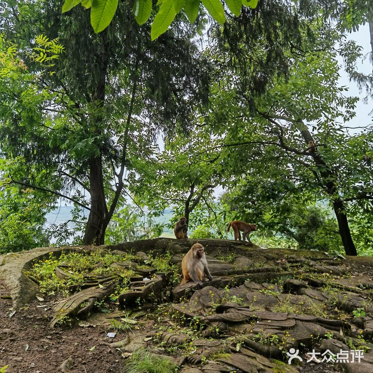 野猴出没，小心！🔥———长寿太极岛
